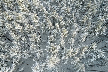 Aerial view of frosty white winter pine forests and birch groves covered with hoarfrost and snow. Drone photo of high trees in mountains at winter time. Christmas theme background. Idyllic landscape