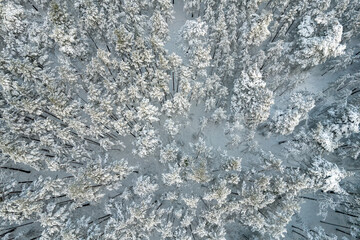 Aerial view of frosty white winter pine forests and birch groves covered with hoarfrost and snow. Drone photo of high trees in mountains at winter time. Christmas theme background. Idyllic landscape