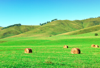 Fototapeta premium A rural field in the Altai mountains