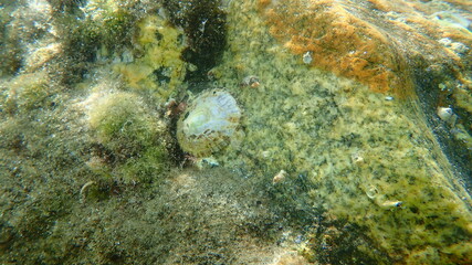 Obraz na płótnie Canvas Mediterranean limpet or rayed Mediterranean limpet (Patella caerulea) undersea, Aegean Sea, Greece, Halkidiki