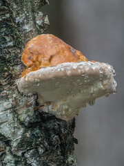 An einen weißen Birkenstamm wächst ein mit Tropfen besetzter Birkenporling (Fomitopsis betulina). © goldi59