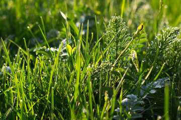 dew drops on the grass in the garden. green environment closeup. wet plants outdoor. morning fresh nature background