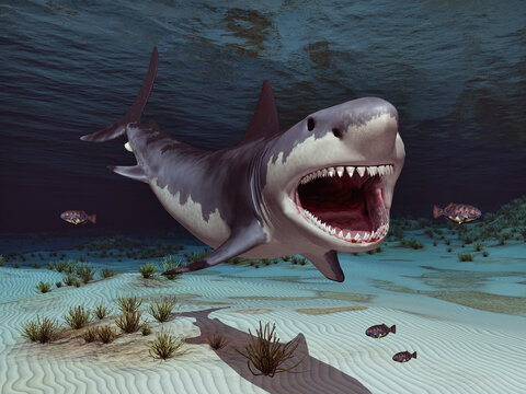 Großer weißer Hai in einer Unterwasserlandschaft
