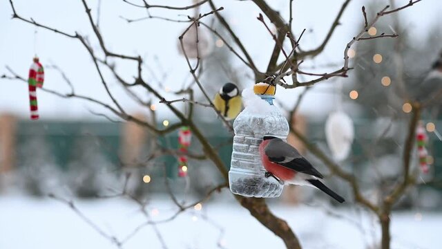 birds in winter snigiri and tits. High quality FullHD footage