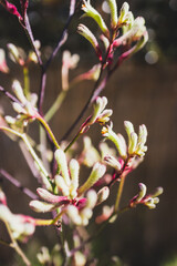 native Australian yellow kangaroo paw plant outdoor shot at shallow depth of field