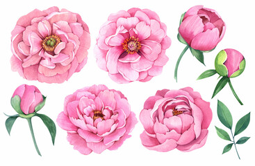 Spring flowers set. Pink peonies on a white background. Watercolor illustration.