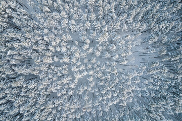 Aerial view of frosty white winter pine forests and birch groves covered with hoarfrost and snow. Drone photo of high trees in mountains at winter time. Christmas theme background. Idyllic landscape