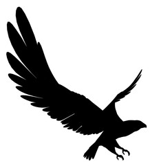 Silhouette eines Seeadlers