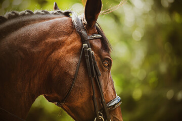 A close-up portrait of a beautiful bay horse with a black leather bridle on its muzzle on a sunny...