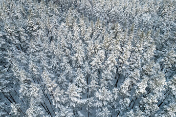 Aerial view of frosty white winter pine forests and birch groves covered with hoarfrost and snow. Drone photo of high trees in mountains at winter time. Christmas theme background. Idyllic landscape