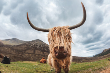 Highland cattle portrait on a moody day in Scotland