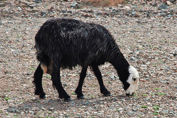 Sheep in mountains of Saudi Arabia