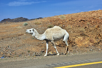 The camel on the road in mountains of Saudi Arabia