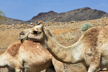 The camel on the road in mountains of Saudi Arabia