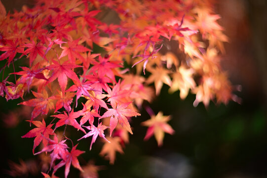 Autumnal tints - Tatsuno, Japan