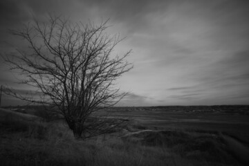 Alone tree on a hill in black and white