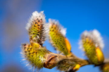 willow branch with catkins