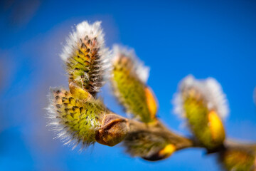 willow branch in spring