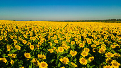 Fototapeta premium sunflower seed field top view