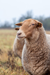 A brown sheep on a pasture in autumn colors, Bavaria, Germany