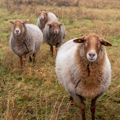 brown sheep on a pasture in autumn colors, Bavaria, Germany