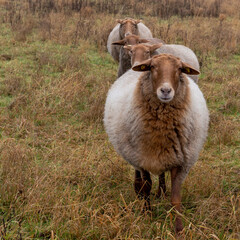 Obraz premium brown sheep on a pasture in autumn colors, Bavaria, Germany