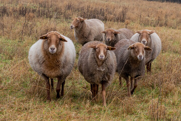 brown sheep on a pasture in autumn colors, Bavaria, Germany