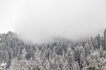 Fototapeta na wymiar Gloomy snowy spruce mountains forest with fog in early winter background