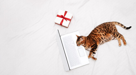 Beautiful bengal cat lying by gift box on bed looking at laptop in white interior indoors.Copy space.Holiday online shopping,work from home on vacation.Funny smart pet.High angle,top view.