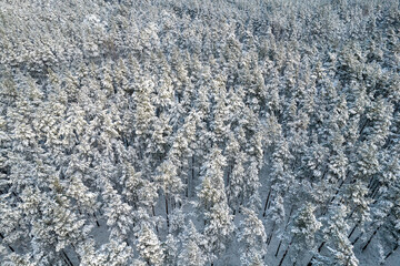 Aerial view of frosty white winter pine forests and birch groves covered with hoarfrost and snow. Drone photo of high trees in mountains at winter time. Christmas theme background. Idyllic landscape
