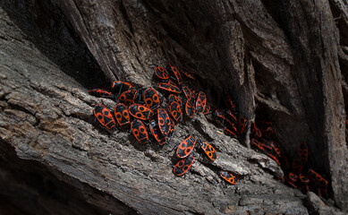Red and black beetles on the bark of a tree, similar to African masks