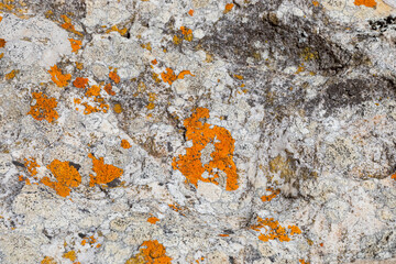 Macro texture of orange red lichen moss growing on mountain rock