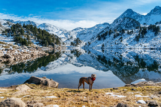 Weimaraner dog, weimar breed Reflection of the snowy mountains in the beautiful Baciver lake in the Pyrenees mountains of Val d'Aran (Aran Valley), Lleida, Catalonia, Spain