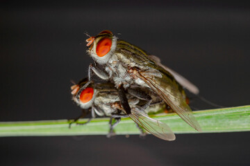 House fly mating and bubbling