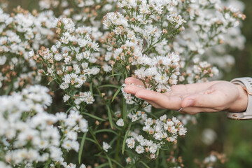 hand holding white Margaret flowers in garden. travel, nature, vacation and holiday concept