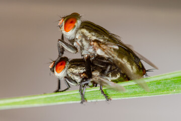 House fly mating and bubbling