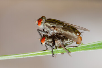 House fly mating and bubbling