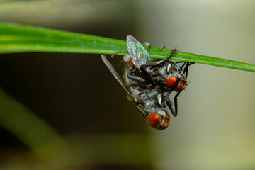 House fly mating and bubbling