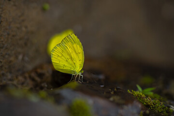 Macro close-up butterfly in wild meadow and flowers on beautiful blurred soft yellow green background