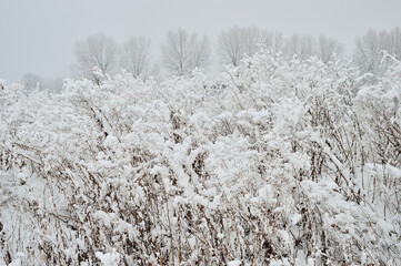 Cloudy day in the forest between snow-covered trees on a frosty winter day.