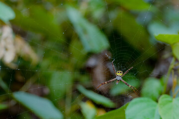 the spider in the nest is eating prey