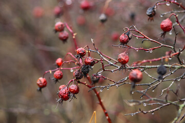 Wet ripe wild rose hips.