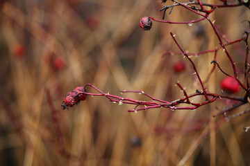 A sprig of ripe rose hips with raindrops. On a blurred background.