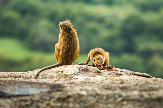 Monkeys near puddle on top of mountain