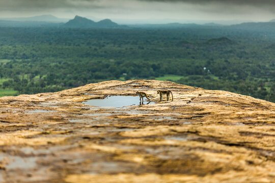 Monkeys near puddle on top of mountain