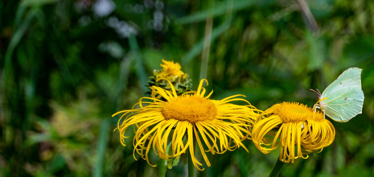 Yellow butterfly - gonepteryx rhamni - collects nectar from a large yellow elecampane flower