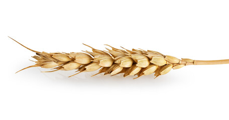 Spikelet of wheat isolated on white background. With clipping path.