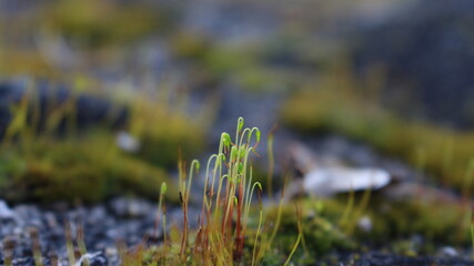 Moss on rock
