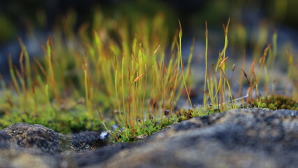 Moss on rock