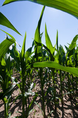 green young corn in an agricultural field